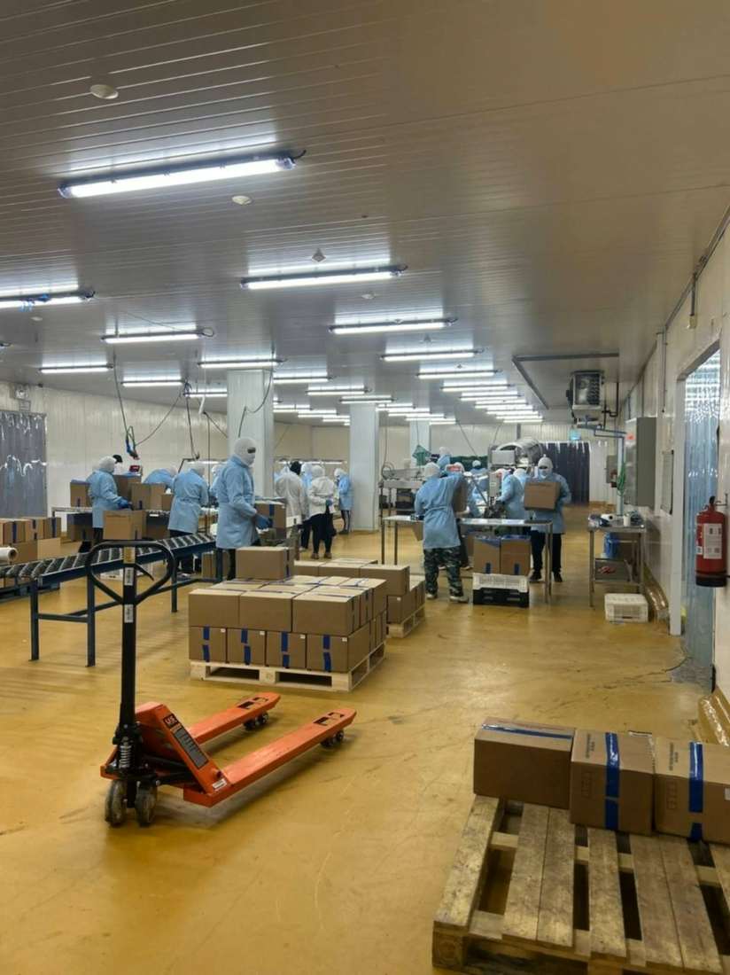 Sala de empaque con operarios y pallets